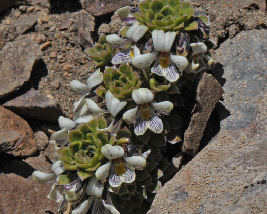 Viola dasyphylla