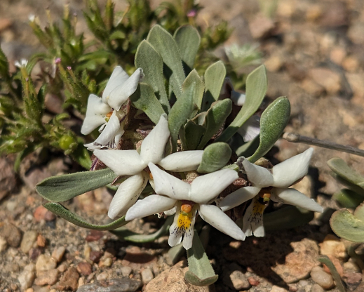 Viola escondidaensis