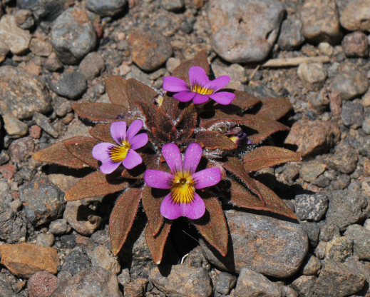 Viola subandina