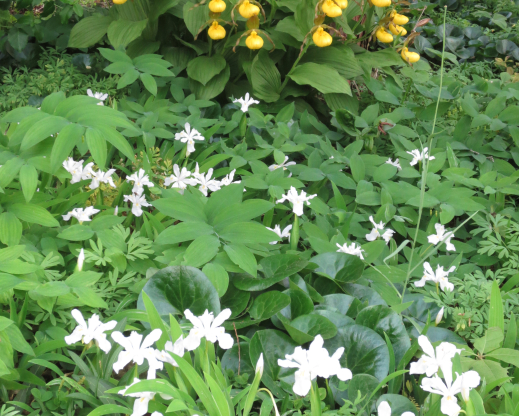 Cypripedium parviflorum growing in peat-filled crevices..