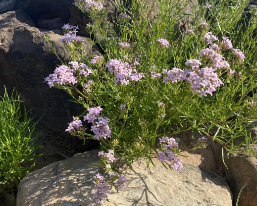 Stenaria nigricans Stenaria nigricans