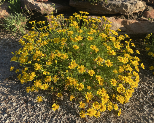 Helenium amarum Helenium amarum