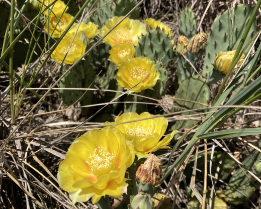 Opuntia humifusa       