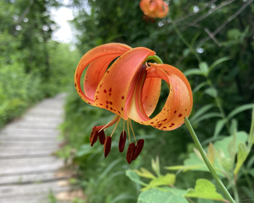 Lilium michiganense