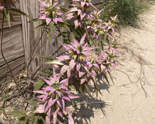 Monarda punctata     