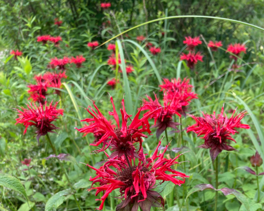 Monarda didyma       