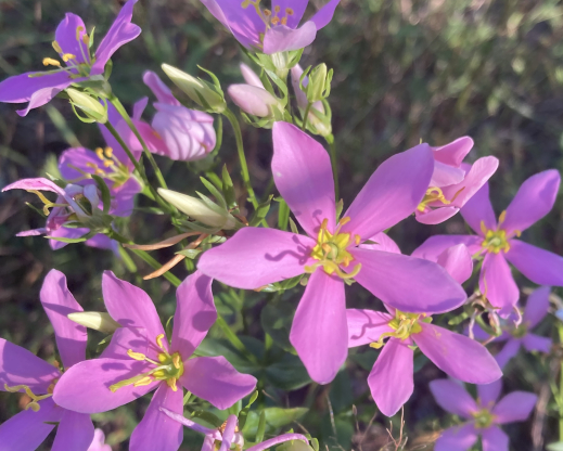 Sabatia angularis