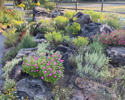 Rock garden with Zinnia angustifolia blooming in the front. Rock garden with Zinnia angustifolia blooming in the front.