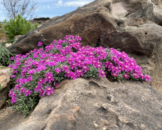 Ruschia pulvinaris Ruschia pulvinaris