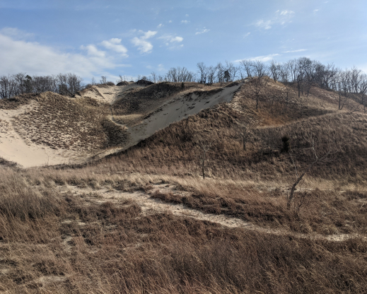 Grasslands in the Indiana Dunes