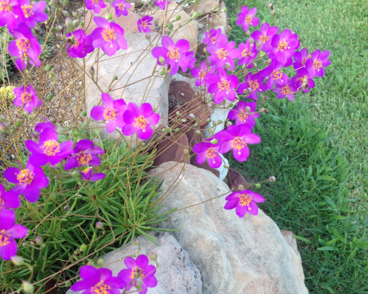 Phemeranthus calycinus Phemeranthus calycinus