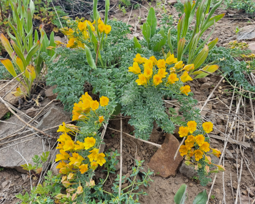 Tropaeolum polyphyllum