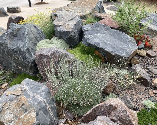 Acantholimon halophilum and other crevice dwellers