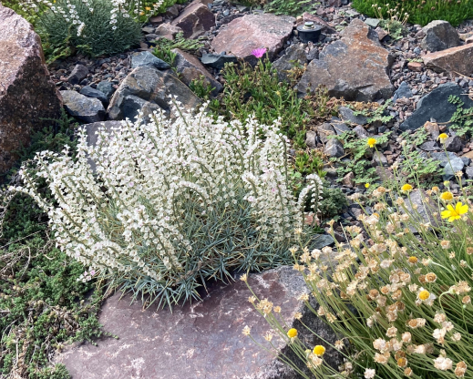 Acantholimon halophilum 