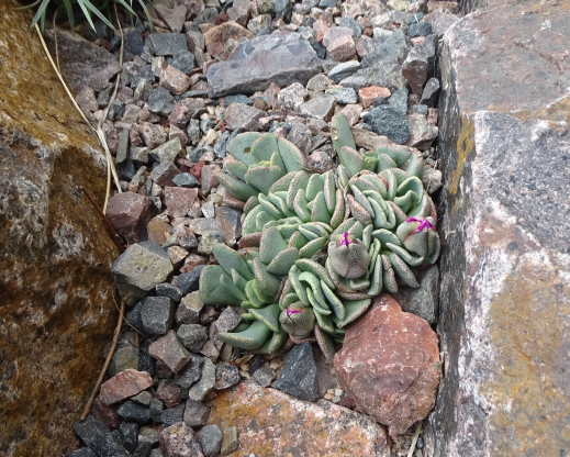 Aloinopsis spathulata        