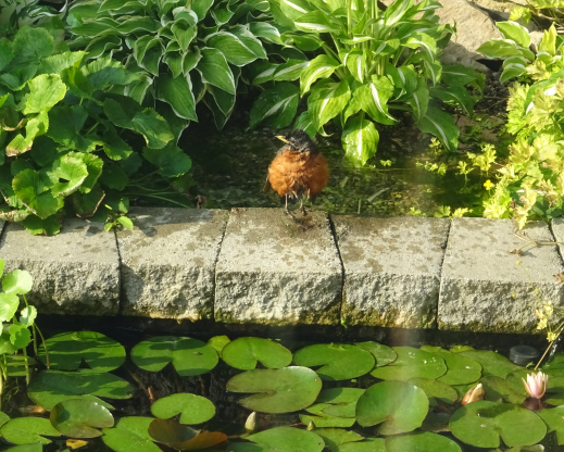 An American robin bathing in the bog which serves as a biological filter