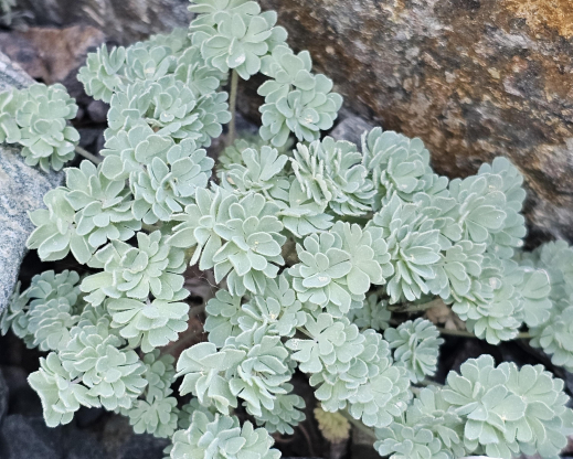 Aquilegia jonesii grows well in the Crevice Garden despite much higher daytime temperatures than it would encounter in its native range Aquilegia jonesii grows well in the Crevice Garden despite much higher daytime temperatures than it would encounter in its native range