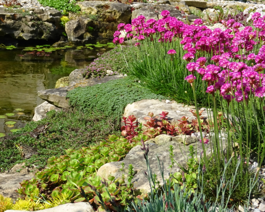 Thrift (Armeria maritima) blooming behind various sedums