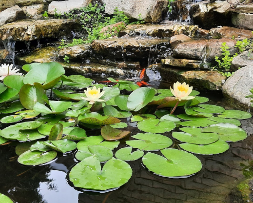 Waterlilies blooming below the waterfalls