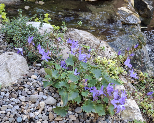 Campanula poscharskyana growing between the waterfalls
