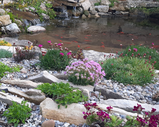 Crevice garden blooms