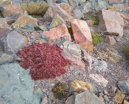 Winter color on Eriogonum umbellatum var. aureum ‘Kannah Creek’ Winter color on Eriogonum umbellatum var. aureum ‘Kannah Creek’