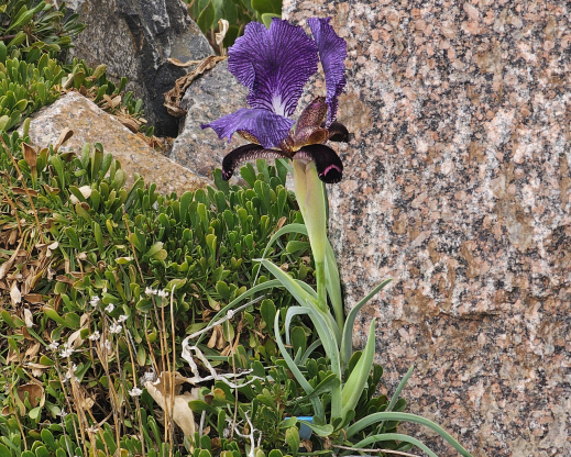 Iris paradoxa from Armenia flowering in the Crevice Garden. Iris paradoxa from Armenia flowering in the Crevice Garden.