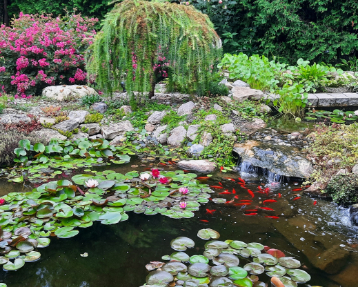 Summer view with Lagerstroemia hybrid in full bloom.