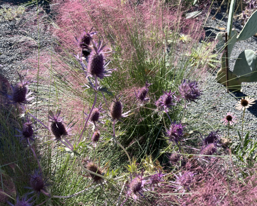 Muhlenbergia capillaris and Eryngium leavenworthii in October 
