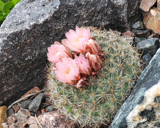 Pediocactus simpsonii thrives in the perfect drainage of the Crevice Garden. Pediocactus simpsonii thrives in the perfect drainage of the Crevice Garden.