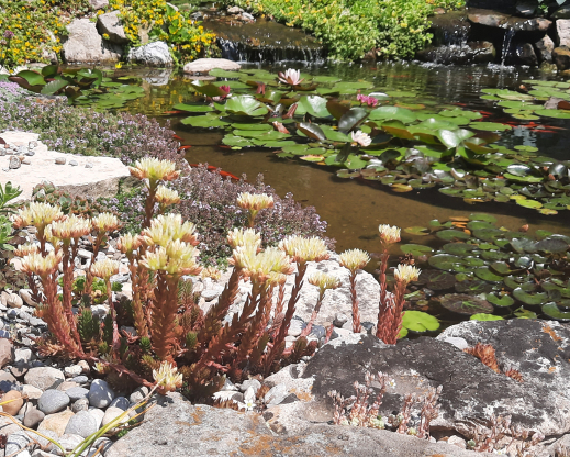 Petrosedum ochroleucum