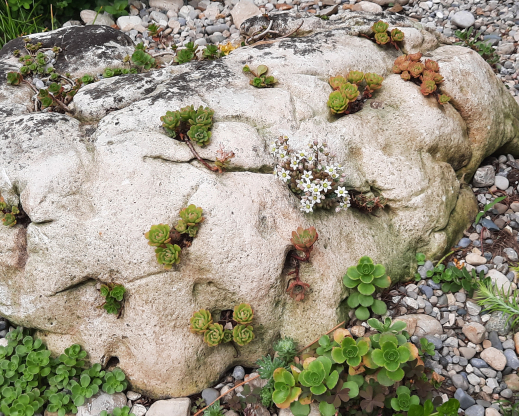 The sedum rock