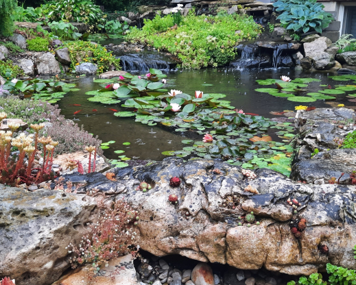 The sempervivum rock