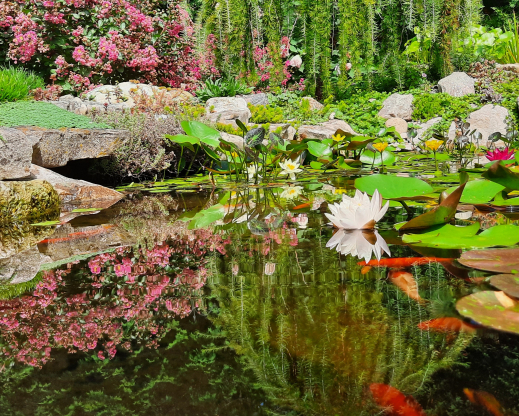 Lagerstroemia hybrid, Larix decidua ‘Pendula’, sedums, and  Lysimachia nummularia reflected in the pond