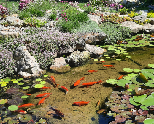 Thymus serpyllum blooming at the pond edge