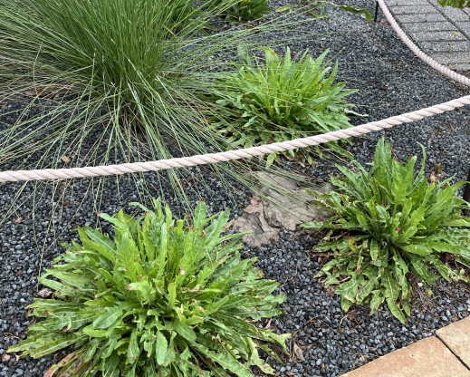 Close look at Oenothera acaulis ‘Aurea’ 
