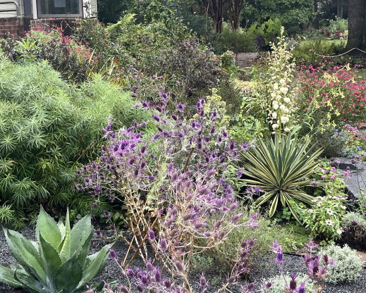 Eryngium leavenworthii and Yucca at the end of September