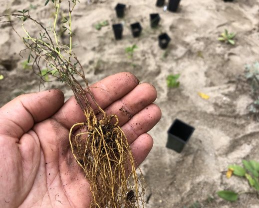 Potting soil removed from the roots before planting