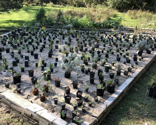Pots laid out and ready for planting