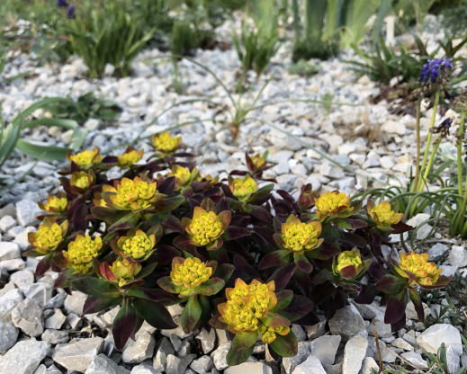 Euphorbia polychroma ‘Bonfire’