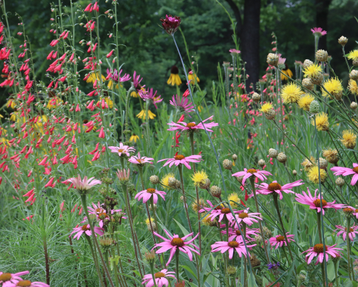 Penstemon barbatus ‘Coccineus’, Echinacea  ‘Public Domain’ and Centaurea orientalis