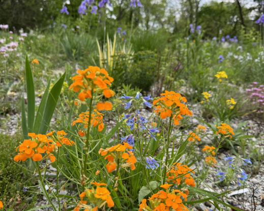Cheiranthus x allionii with Penstemon ovatus