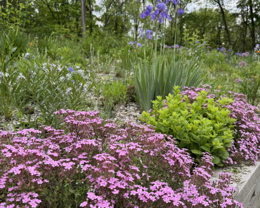 Saponaria ocymoides, Amsonia ‘Midway to Montana’, Iris ‘Elatior’ and fresh green leaves of Solidago sphacelata ‘Golden Fleece’