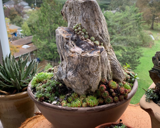 A minimalist container with a single piece of petrified wood. A minimalist container with a single piece of petrified wood.
