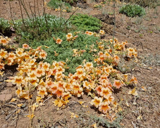 Argylia adscendens Argylia adscendens
