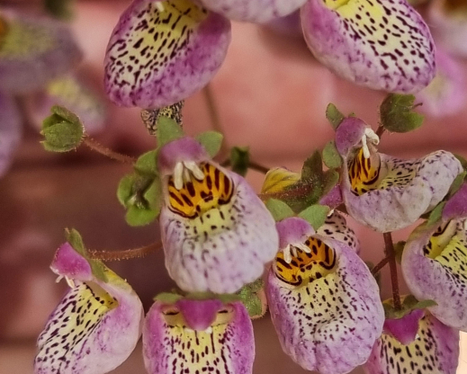 Calceolaria cana Calceolaria cana