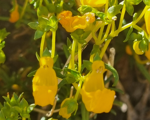 Close view of the flowers of Calceolaria hypericina Close view of the flowers of Calceolaria hypericina