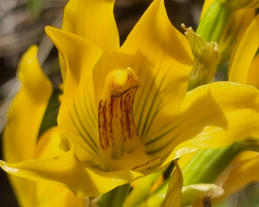 Chloraea alpina Chloraea alpina