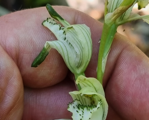 Chloraea heteroglossa Chloraea heteroglossa