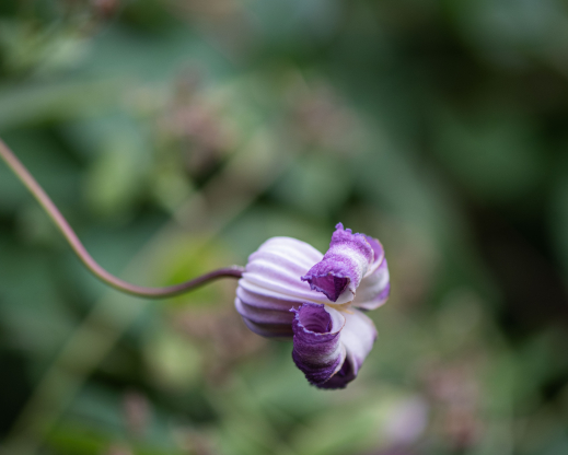 Clematis crispa Photo by Alla Olkhovska